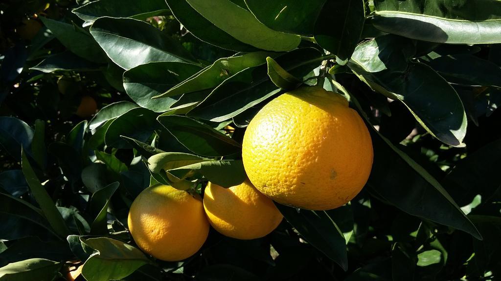 Apartment Orange Tree Portoroz Bagian luar foto